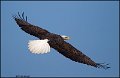 _1SB7587 american bald eagle